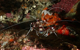 Komodo 2016 - Banded coral shrimp - Grande crevette nettoyeuse - Stenopus hispidus - IMG_6669_rc